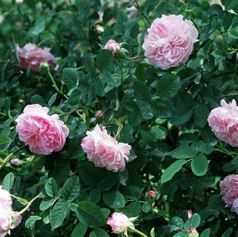 16 Beautiful Types of Roses for Any Kind of Garden