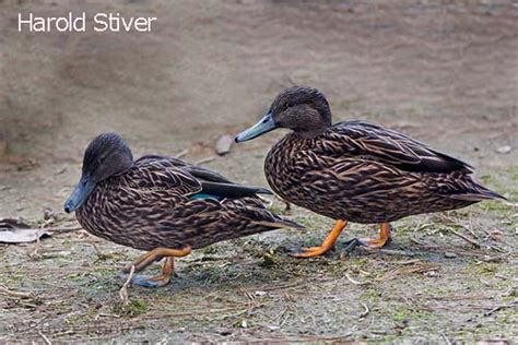 Mellers Duck (Anas melleri) – Planet of Birds