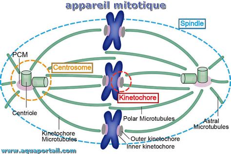 Fuseau Mitotique D Finition Et Explications