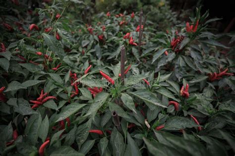 Red Chili Pepper Plant on Farm Stock Image - Image of fresh, farm: 106328805