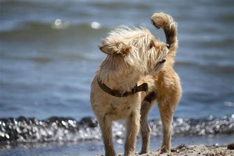 Yorkipoo Black: Essential Care & Traits for Happy Ownership