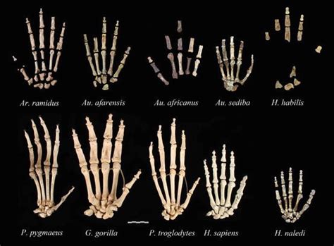 Evolution Of The Early Hominin Hand SpringerLink