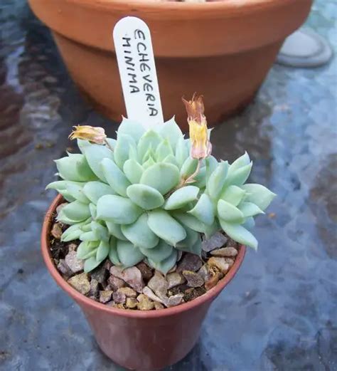 Echeveria inima - Succulent Guide