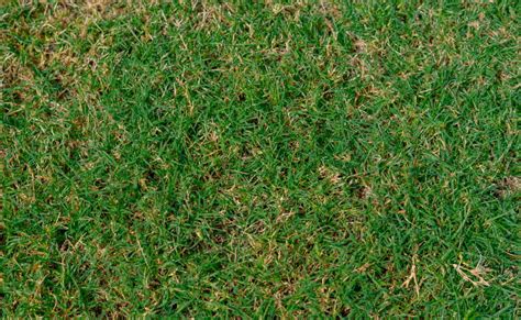 Bermuda Grass How To Plant Grow And Care