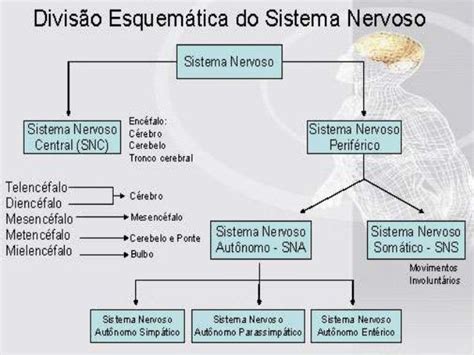 Sistema Nervoso