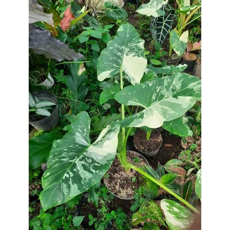 Jual Tanaman Hias Alocasia Macrorhiza Sente Variegata Baby Sente