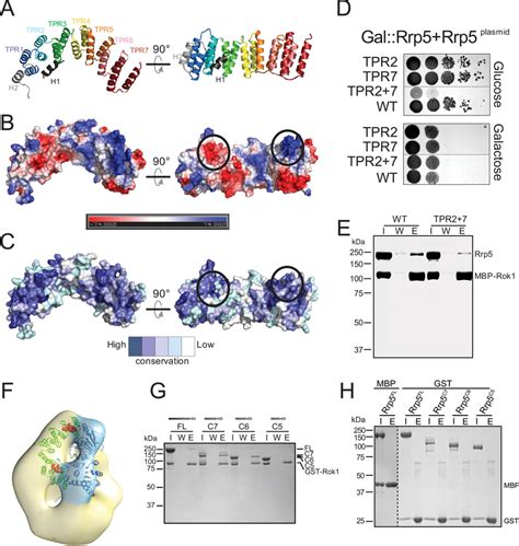 The Structure Of The Tpr Domain Of Rrp A Cartoon Representation Of