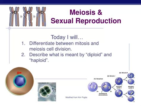 Ppt Meiosis And Sexual Reproduction Powerpoint Presentation Free