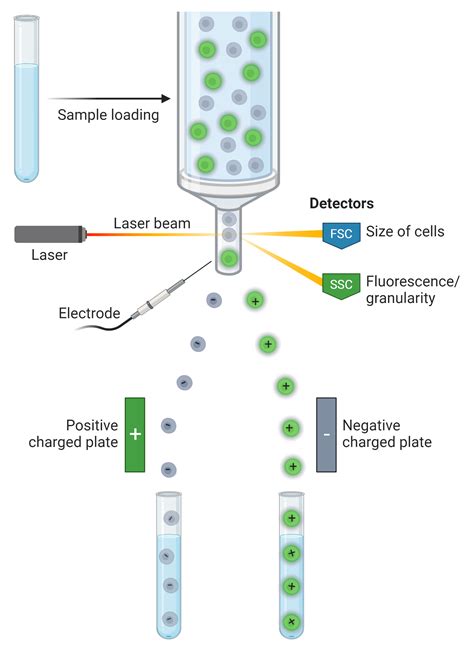 Fluorescence Activated Cell Sorting FACS AAT Bioquest