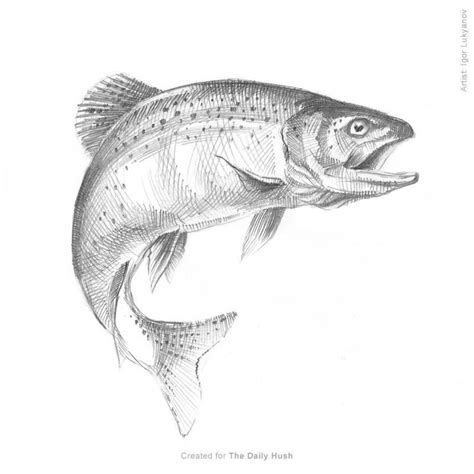 realistic trout drawing | Fish drawings, Animal drawings, Sketching techniques