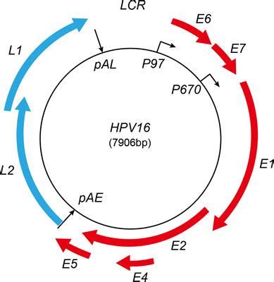 Frontiers High Risk Human Papillomavirus Oncogenic E E Mrnas