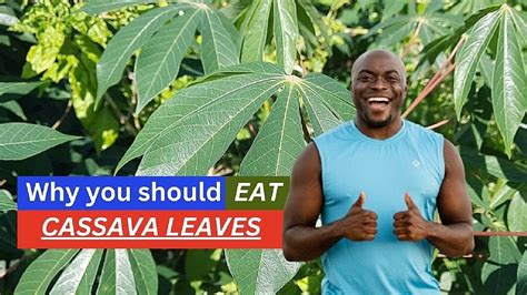 Cassava Leaves Improve Stroke Good For Pregnant Women And Fight Kwashiorkor