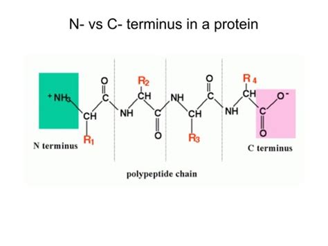 Bio Structure And Function Flashcards Quizlet