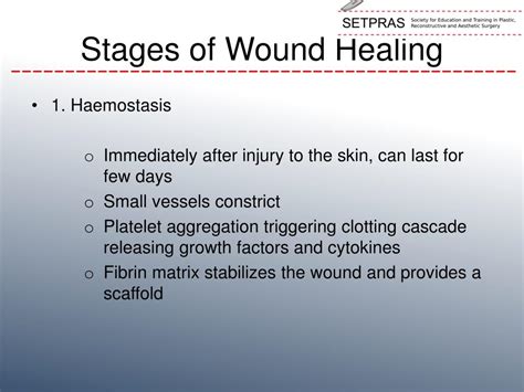 Stages Of Wound Infection