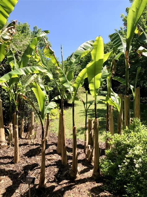 Musa Basjoo Basjoo Banana Tree Hardy Banana Hardy Fiber Banana