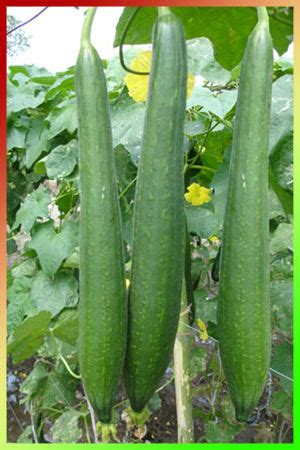 Sponge Gourd at Best Price in Delhi, Delhi | Proline Seeds Company India Pvt. Ltd.