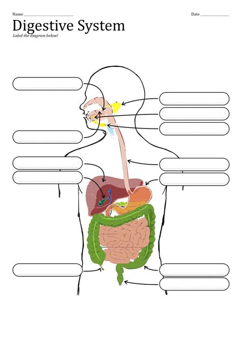 11 Unlabeled Digestive System Diagram Worksheet Digestive System