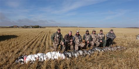 Gallery Black Duck Waterfowl