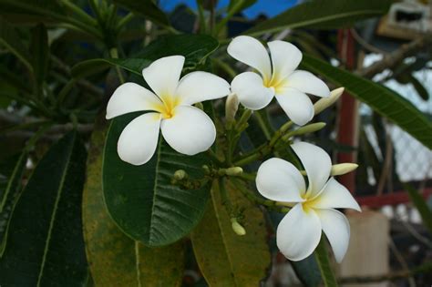 Flor Naturaleza Flores Frangipani Foto Gratis En Pixabay Pixabay