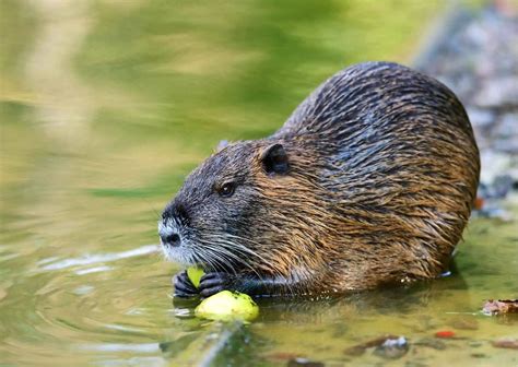 Muskrat Behavior - AnimalBehaviorCorner