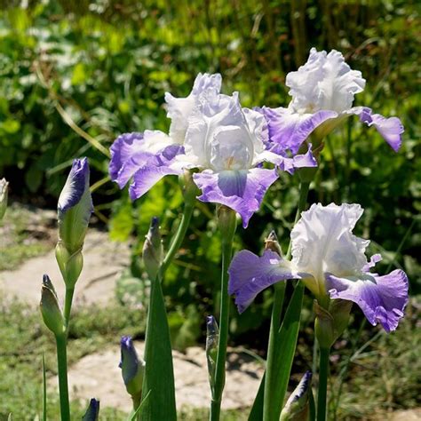 Iris Germanica Clarence Reblooming White Flower Farm