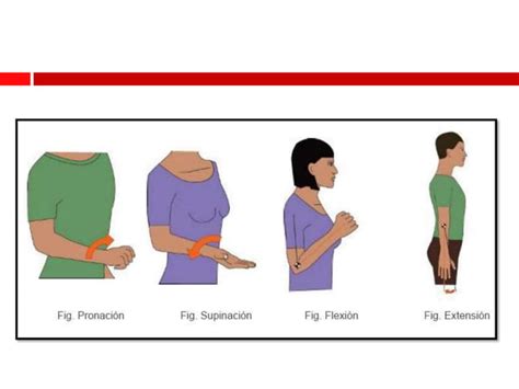 Goniometría De Codo Y Antebrazo Ppt