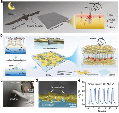 A Schematic Of Bats Wing Membrane Structure And Airflow Perception Download Scientific