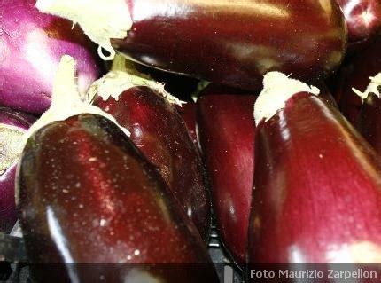 Solanum Melongena Melanzana Coltivazione E Vendita Di Piantine