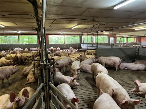 In welche Haltungsform der staatlichen Tierhaltungskennzeichnung fällt