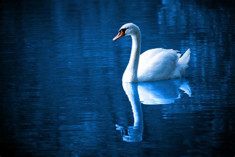 Kostenlose foto Wasser Vogel Flügel See Fluss Tierwelt