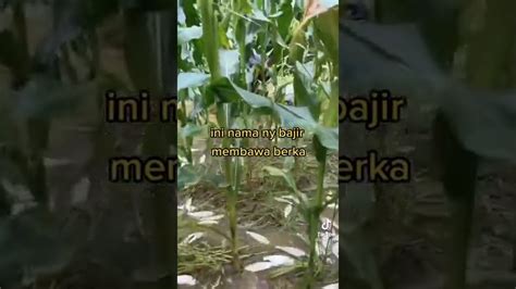 Banjir Di Kebun Jagung Ikan Pada Ngumpul Semua Youtube