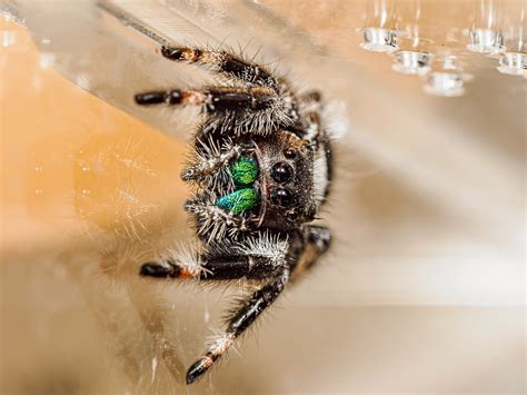 Spiders - A new family member, Lucas The Jumping Spider. | Cameraderie Photography Forum