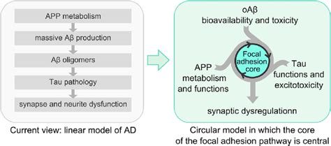 Reappraisal Of The Amyloid Cascade Hypothesis Into A Circular Model In