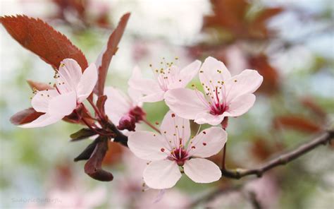 Cherry Blossom Flower wallpaper | 1920x1200 | #78160