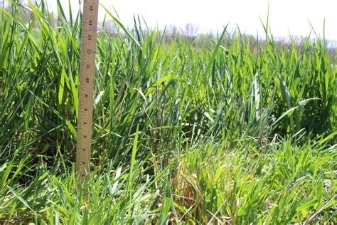 Perennial Grains Sustainable Cropping Systems Lab