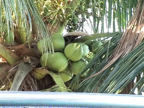 Feminino Transsexual Latina Usa Sua Carne De Homem Para Foder Um Amigo XHamster