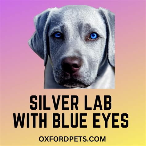 Silver Lab With Blue Eyes - Infoupdate.org