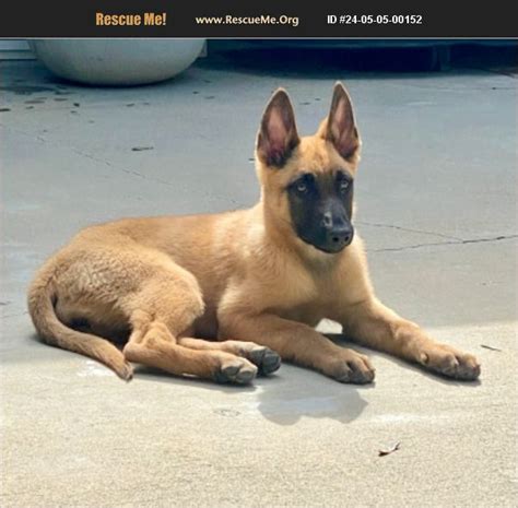 ADOPT 24050500152 Belgian Malinois Rescue Woodland Hills CA