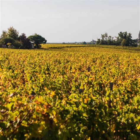 Tout Ce Qu Il Faut Savoir Sur L Appellation Lussac Saint Emilion