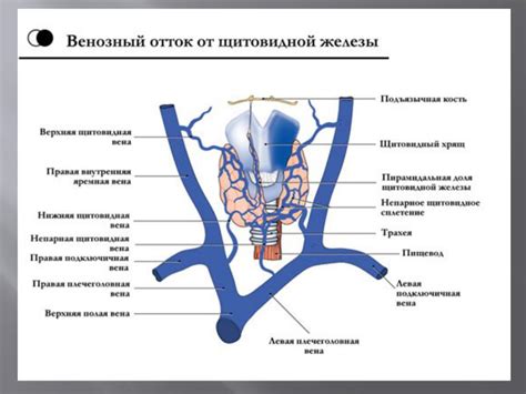 Презентация на тему: ЗАБОЛЕВАНИЯ