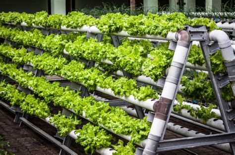 Vertical Farming In India Beyond Traditional Farming AgriBazaar