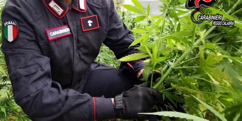 Coltivava Piante Di Cannabis Tra Delianuova E Oppido Enne