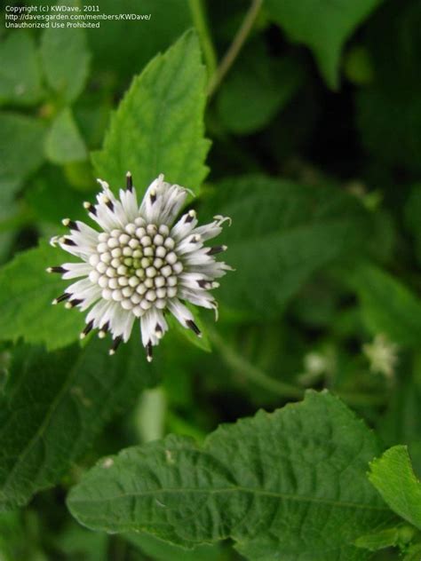 Plant Identification Closed White Flowering Vine 1 By Kwdave