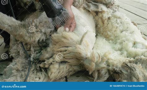 Men Shearer Shearing Sheep at Agricultural Show in Competition ...