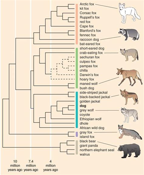 Dog Breed Chart Comparison