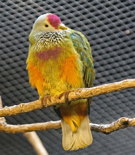 Pictures and information on Mariana Fruit-Dove