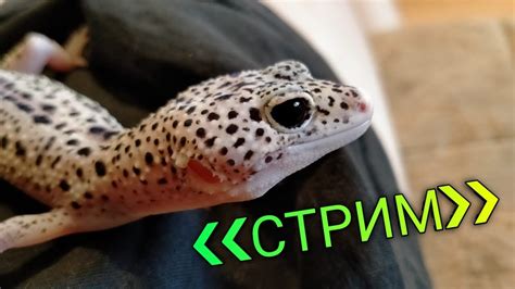 //СТРИМ// КОРМЛЕНИЕ ЭУБЛЕФАРОВ /ЭКЗОТИЧЕСКИЕ ЖИВОТНЫЕ / ОТВЕЧАЕМ НА ...