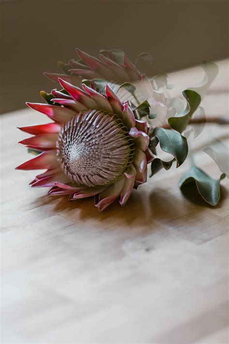 Protea-flower 1080P, 2K, 4K, 5K HD wallpapers free download | Wallpaper Flare