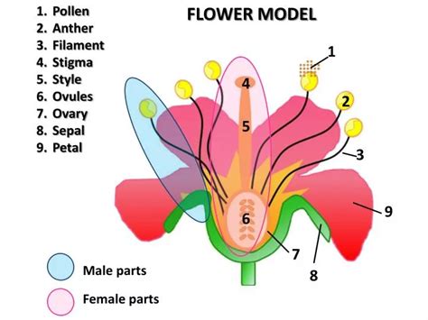 Female Parts Of A Flower : Parts Of A Flower By Brittanie Ppt Download ...