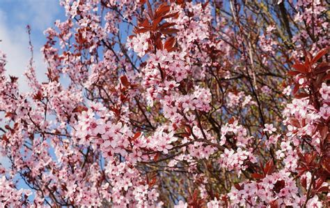 Japanese Ornamental Plum Tree 2sisterswalkinginfaith